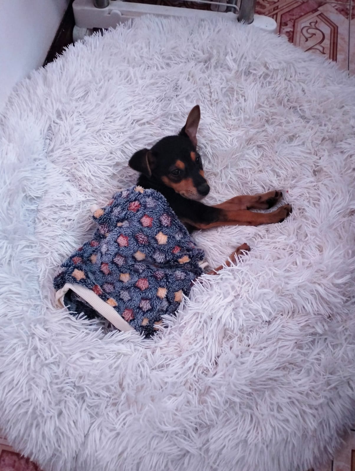 Animaux à adopter Maurice